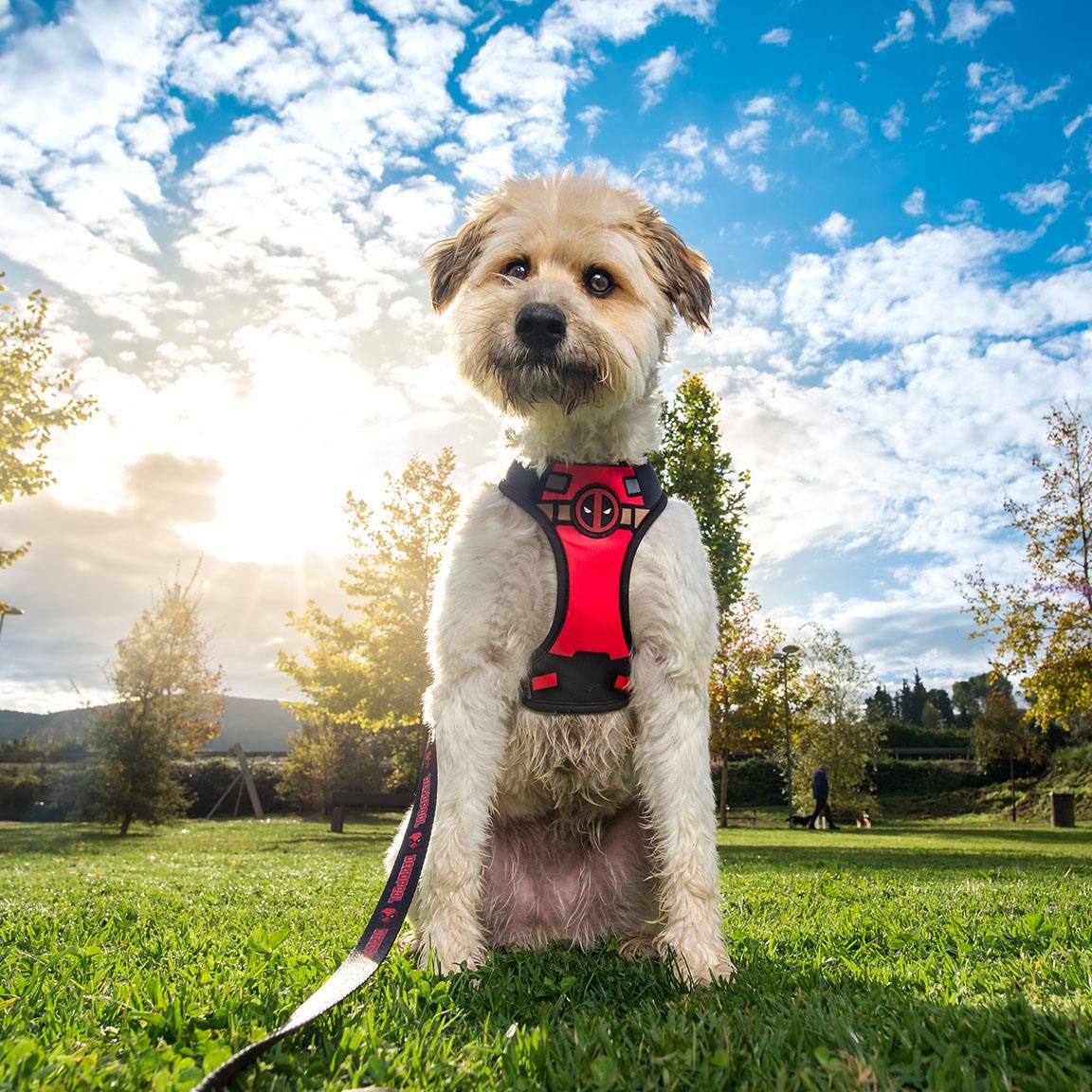 Deadpool Hundesele