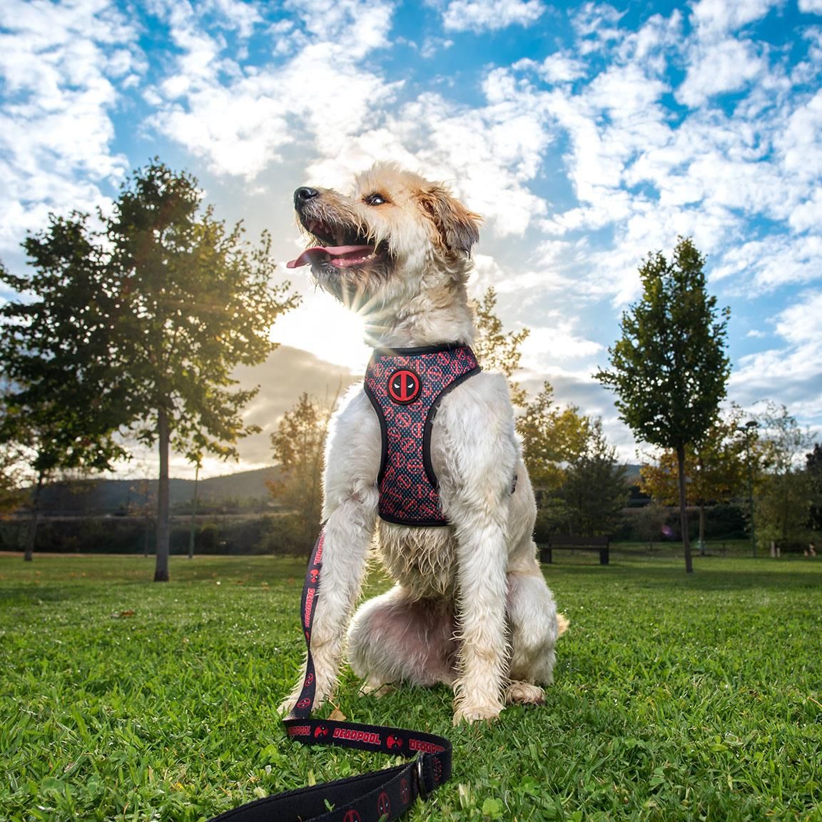 Deadpool Hundesele