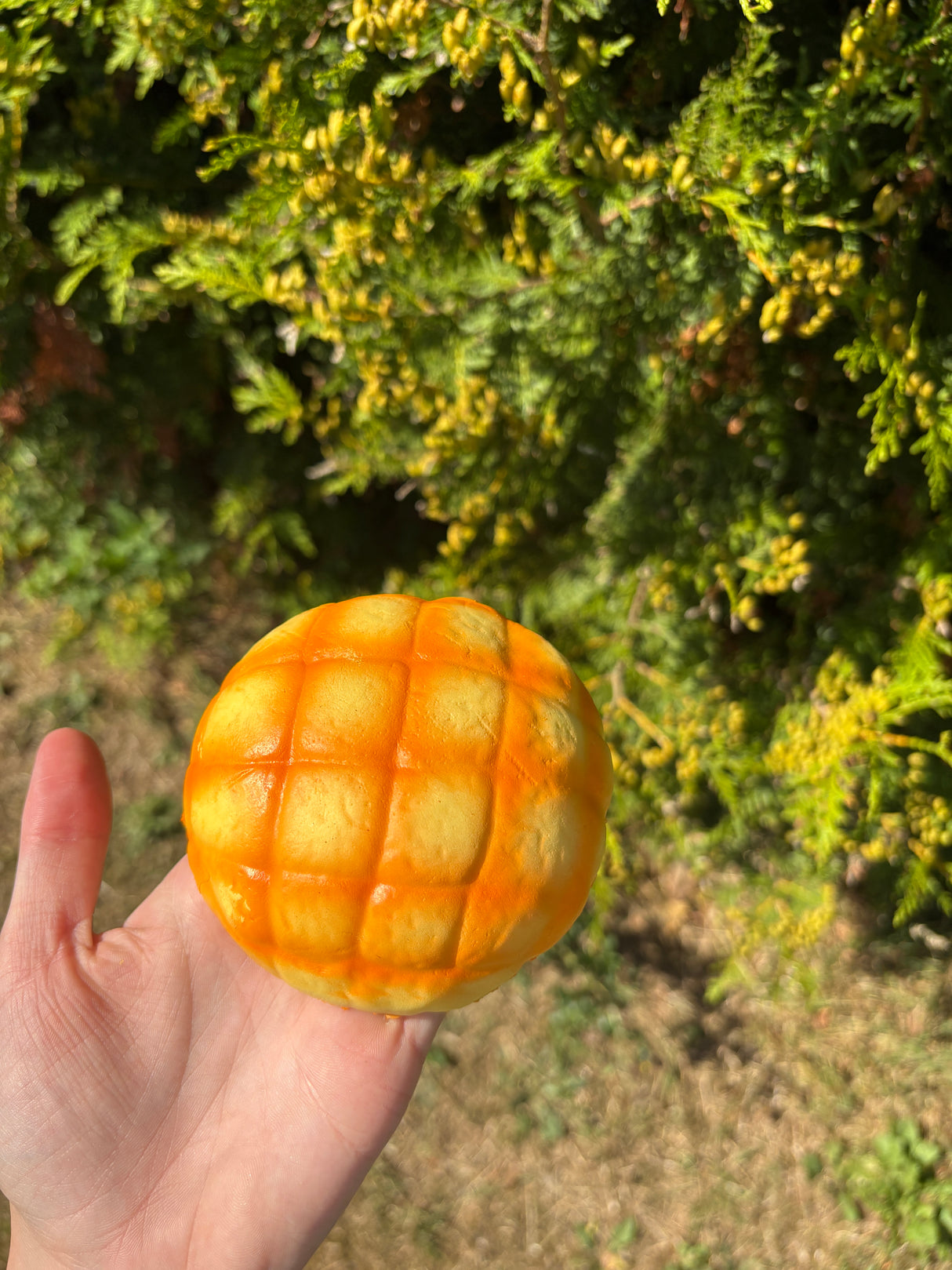 Squishy slowrise brunch bollr